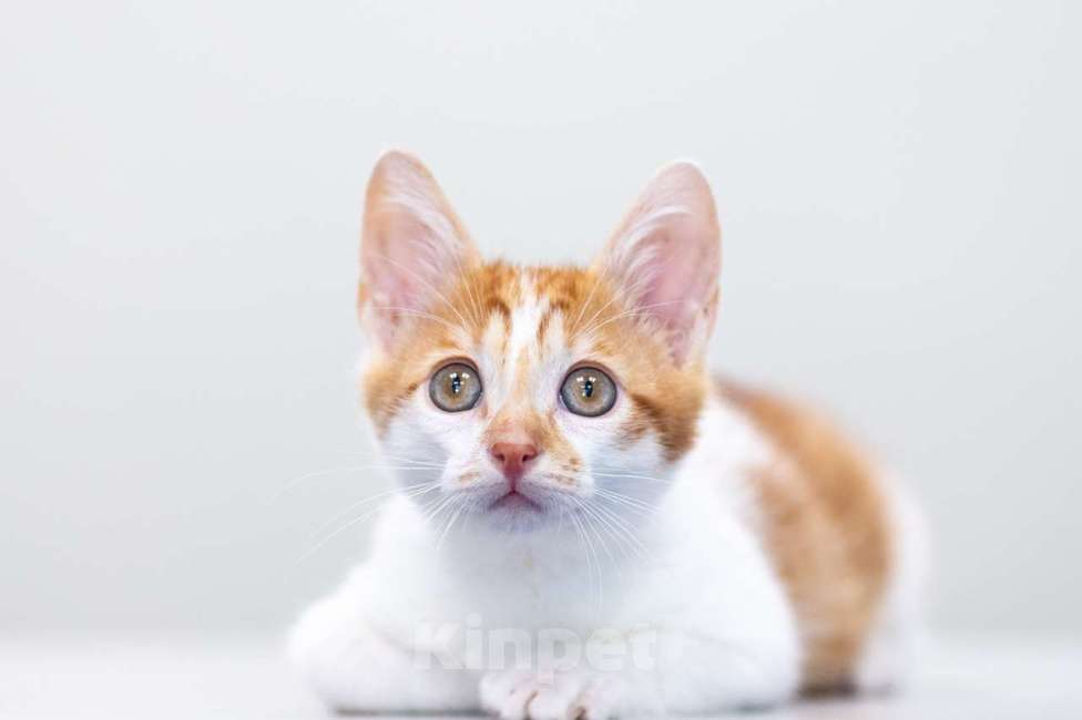 Кошки в Москве: Бернар Мальчик, Бесплатно - фото 6