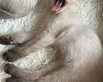 Кошки в Люберцах: Тайский котенок мальчик  Мальчик, 12 000 руб. - фото 6