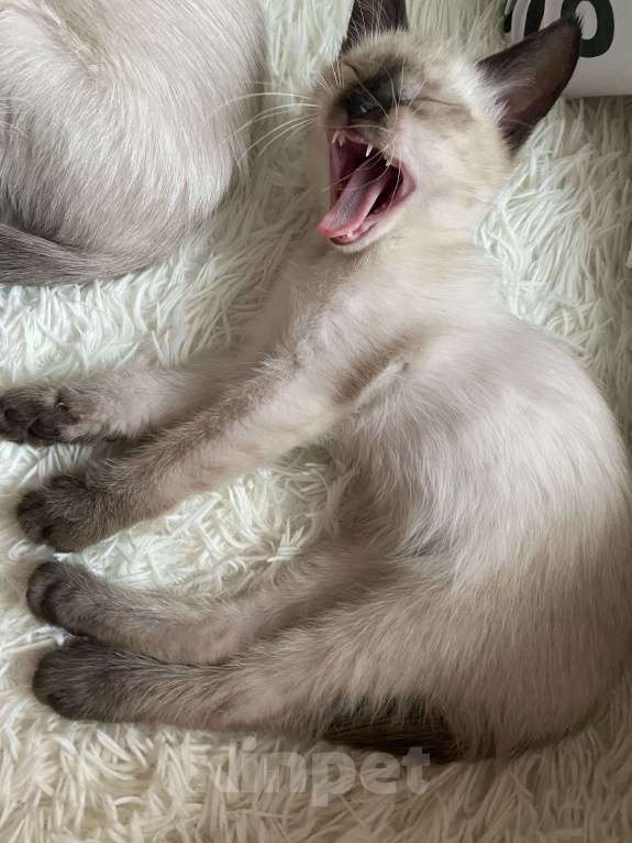 Кошки в Люберцах: Тайский котенок мальчик  Мальчик, 12 000 руб. - фото 6