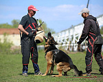 Собаки в Энгельс-19: Кобель на вязку Мальчик, 25 000 руб. - фото 1