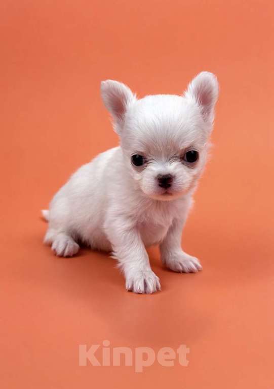 Собаки в Казани: Чихуахуа щенок Девочка, 30 000 руб. - фото 1