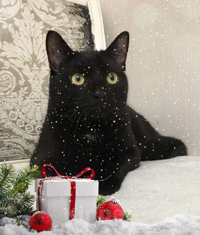 Кошки в Санкт-Петербурге: Молодой ласковый котик Мальчик, Бесплатно - фото 4