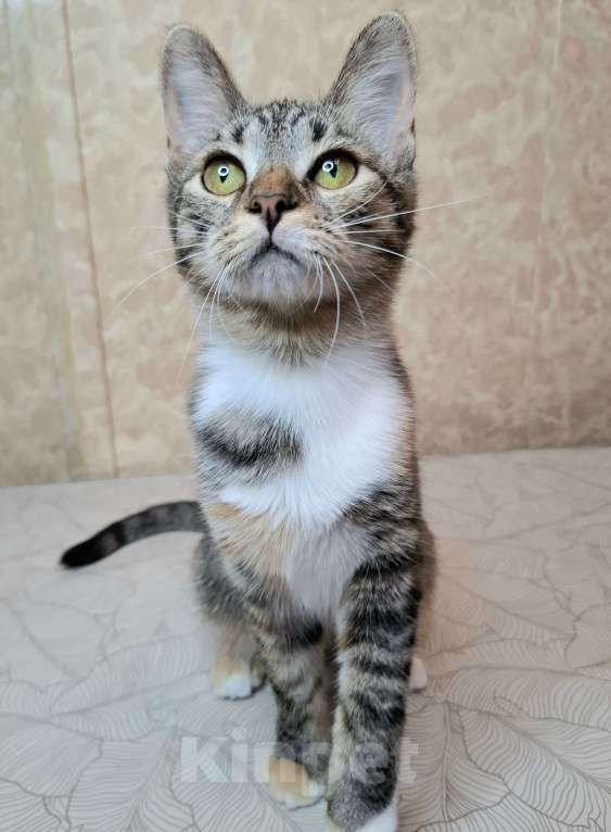Кошки в Москве: Трехцветная кошечка-подросток в добрые руки  Девочка, Бесплатно - фото 7