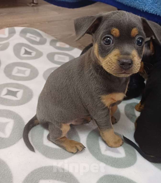 Собаки в Новороссийске: Продам той-терьера щенки Разнополые, 6 000 руб. - фото 1