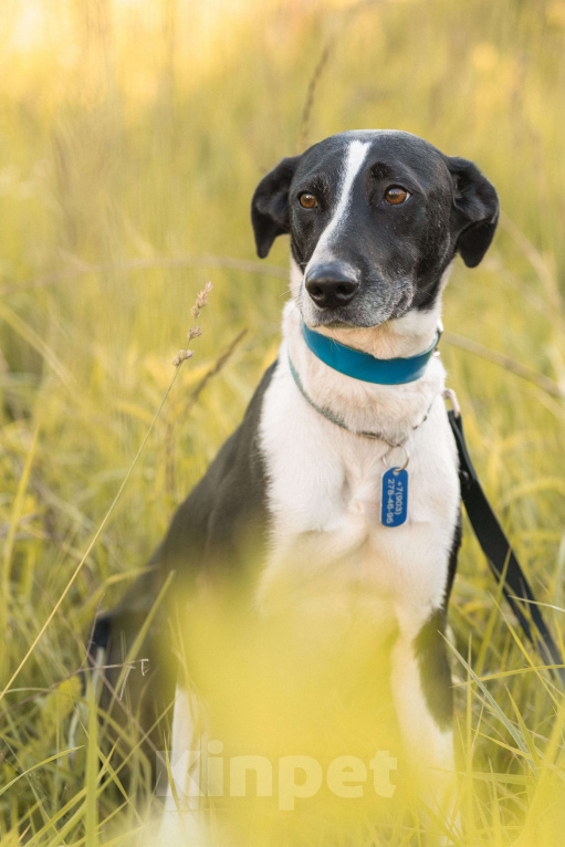 Собаки в Балашихе: Тихону нужен не просто дом, а новая история. Мальчик, Бесплатно - фото 3