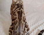 Кошки в Москве: Бенгальский котик  Мальчик, Бесплатно - фото 7