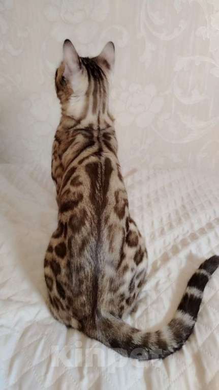 Кошки в Москве: Бенгальский котик  Мальчик, Бесплатно - фото 7