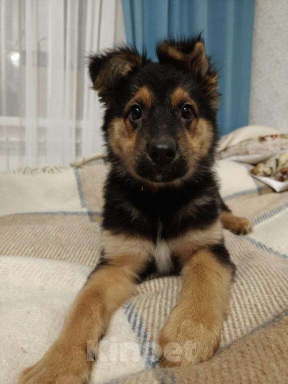 Собаки в Москве: Маленькой Челси нужен дом  Девочка, Бесплатно - фото 3