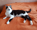 Кошки в Мытищах: Найден кот, отдам в хорошие руки Мальчик, Бесплатно - фото 2