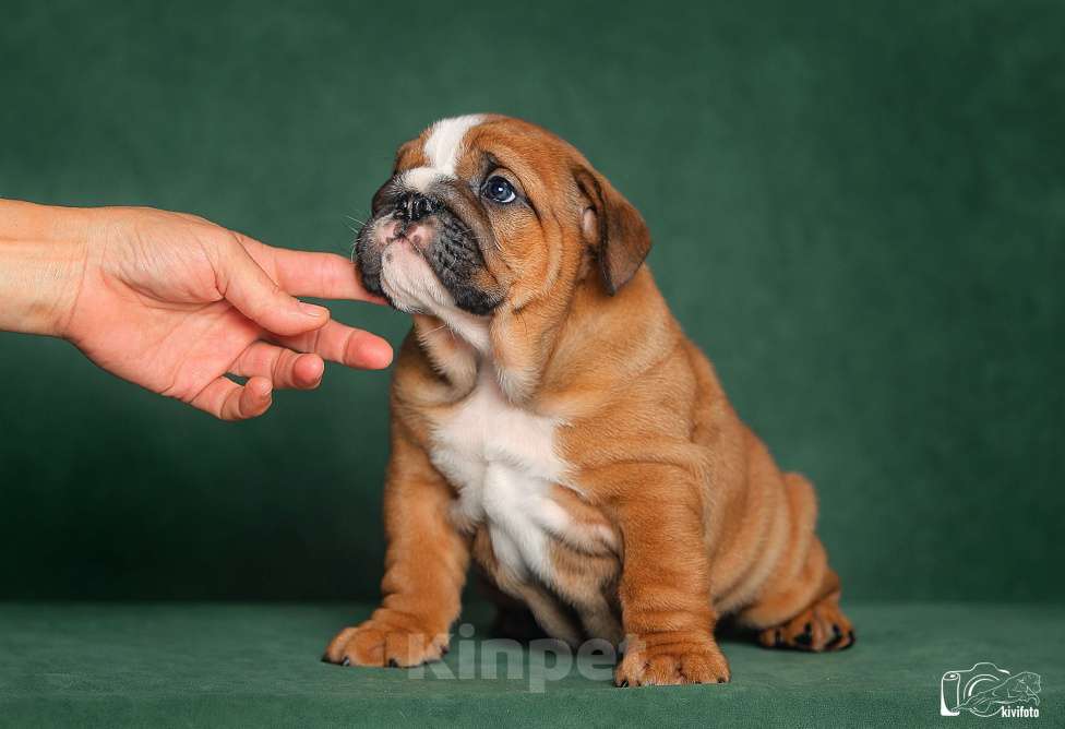 Собаки в Обнинске: Щенки английского бульдога Мальчик, 80 000 руб. - фото 7