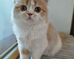 Кошки в Валдае: Кошечка- принцесса из помета победителя выставки Девочка, 30 000 руб. - фото 6