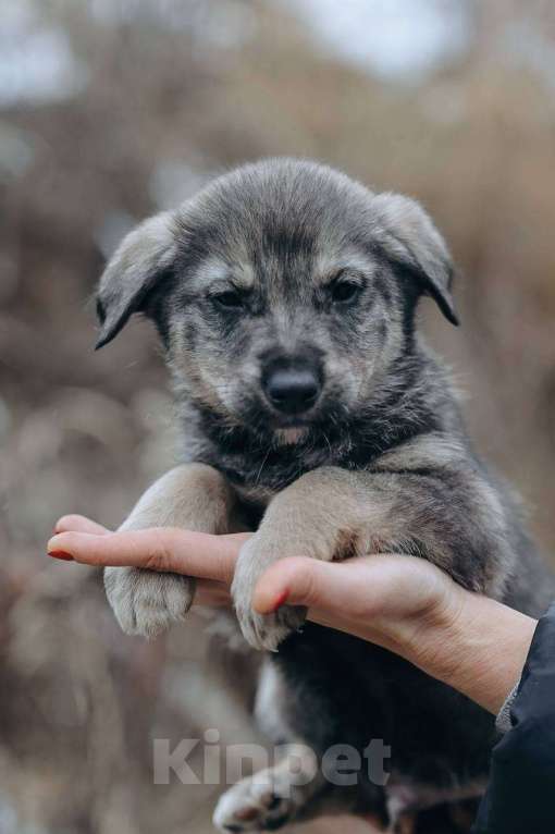 Собаки в Москве: Сэмуэль (Сэм) Мальчик, Бесплатно - фото 5