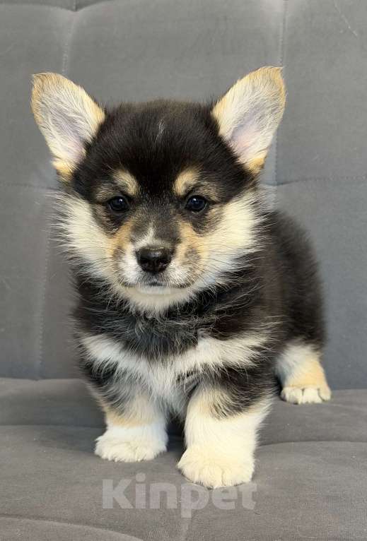 Собаки в Санкт-Петербурге: Мальчик вельш корги пемброк Мальчик, 50 000 руб. - фото 4