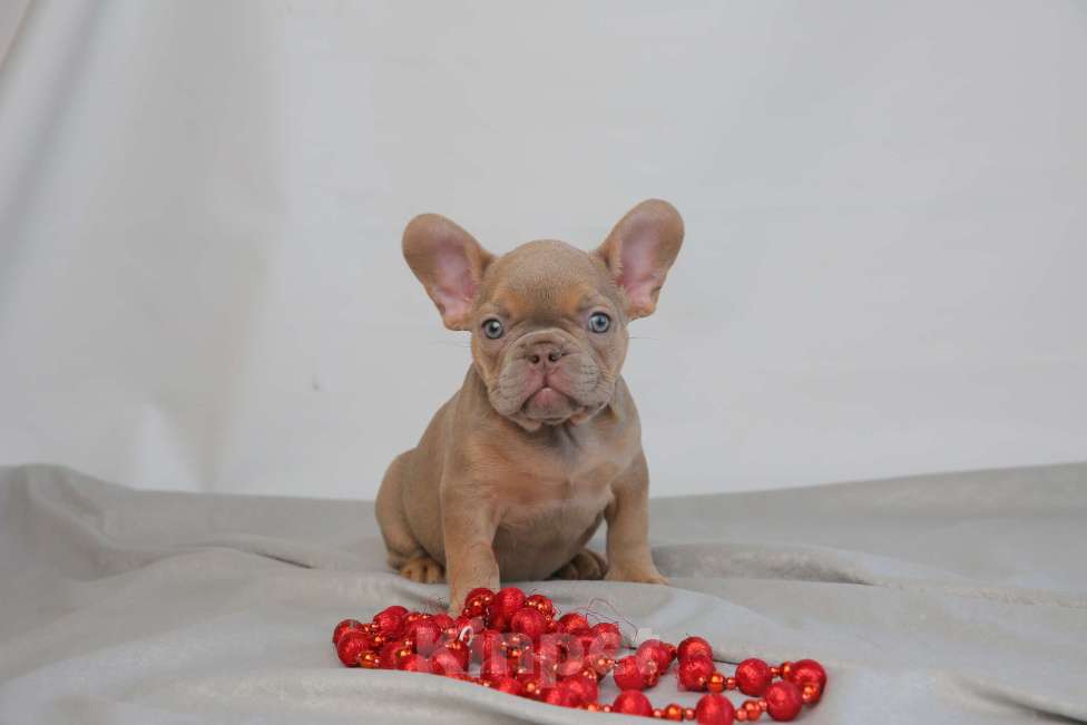 Собаки в Москве: щенки французского бульдога Мальчик, Бесплатно - фото 1