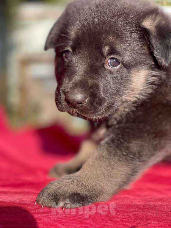 Собаки в других городах Ленинградской области: сука ВЕО от Гордость Питера Церри Бой х Гроза Девочка, 40 000 руб. - фото 6