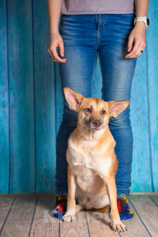 Собаки в Москве: Небольшая собачка квартирного содержания в добрые руки. Девочка, Бесплатно - фото 7