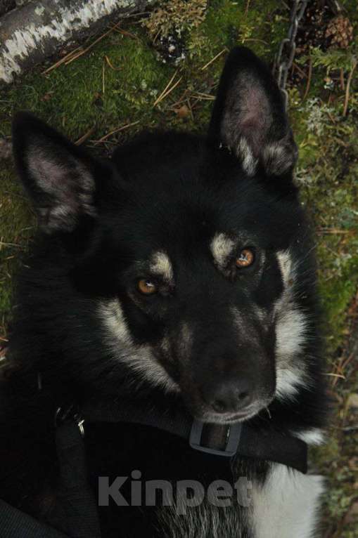 Собаки в Москве: Ищем новую семью для Балу! Мальчик, Бесплатно - фото 6