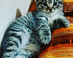 Кошки в Кулебаках: Котятки, 6 000 руб. - фото 3