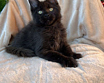 Кошки в Туле: Котёнок Мейн-кун Мальчик, 50 000 руб. - фото 2