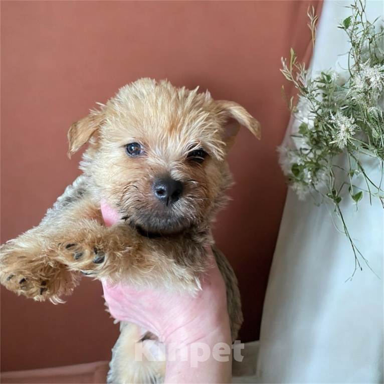 Собаки в Москве: Щенки норвич терьер Разнополые, Бесплатно - фото 6