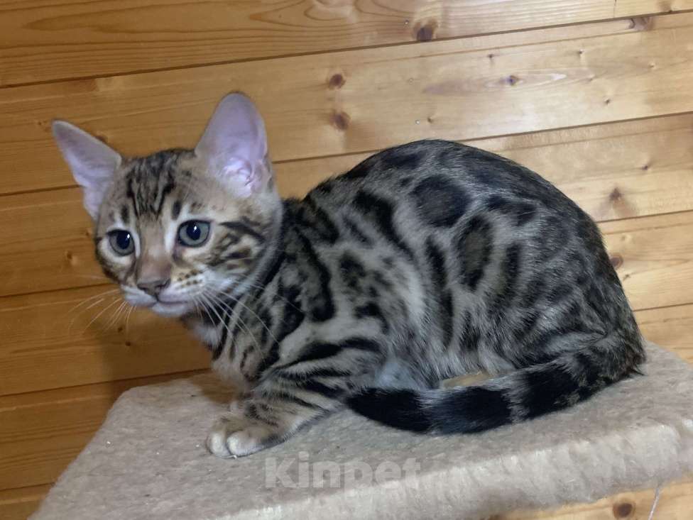Кошки в Санкт-Петербурге: Бенгальские котята клубные Девочка, 27 000 руб. - фото 5
