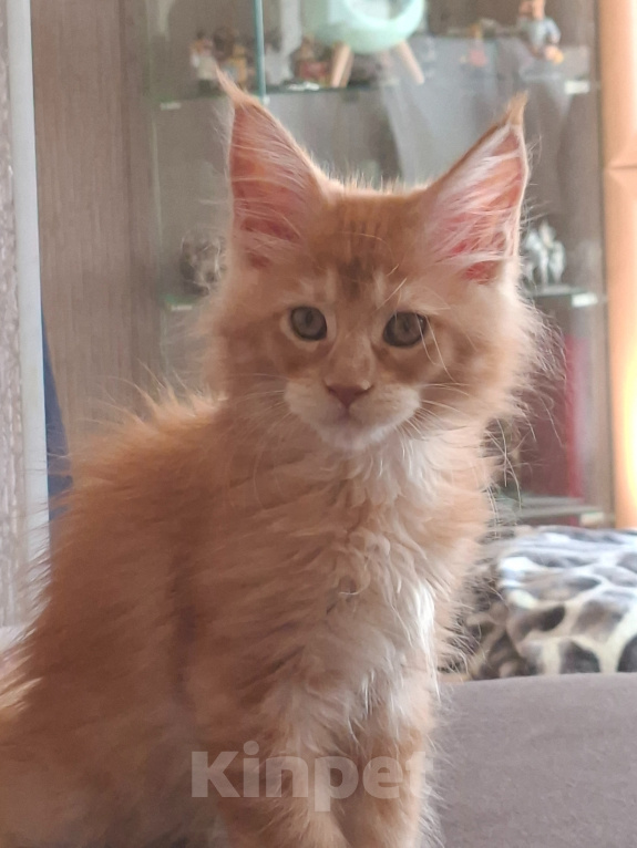 Кошки в Одинцово: Котёнок мейн-кун Девочка, 38 000 руб. - фото 1