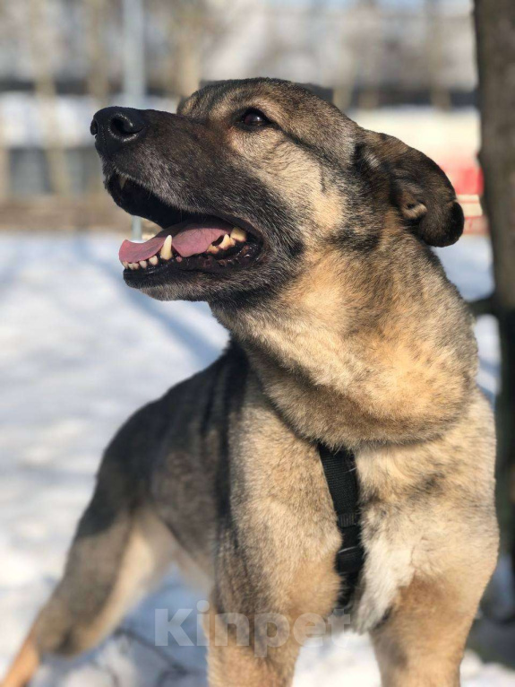 Собаки в Москве: Хозяин, ты где? Чудесная Боня ищет тебя! Девочка, Бесплатно - фото 2