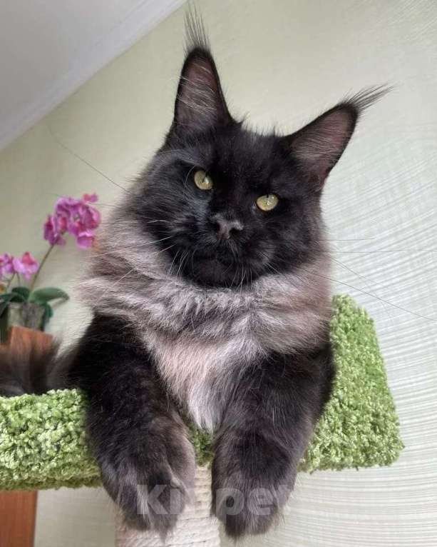 Кошки в Москве: Вязка Мальчик, 10 000 руб. - фото 2