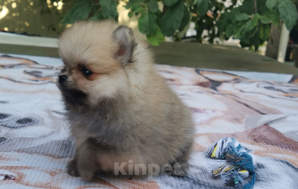 Собаки в Волгограде: Шпиц померанский Девочка, 35 000 руб. - фото 2