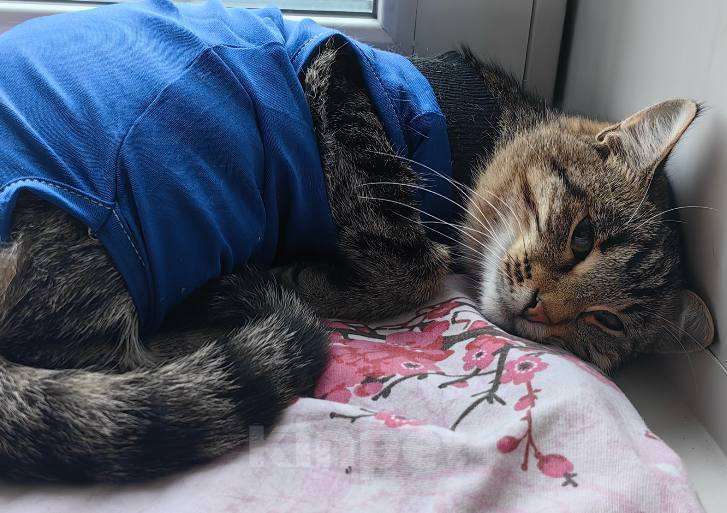 Кошки в Москве: Кошечка Пружинка в добрые руки.  Девочка, Бесплатно - фото 5