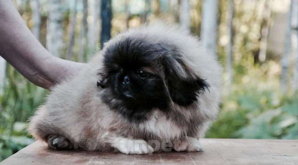 Собаки в Самаре: Пекинес, 1 руб. - фото 3