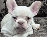Собаки в Москве: Французский бульдог девочка Девочка, 45 000 руб. - фото 1