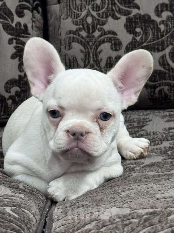 Собаки в Москве: Французский бульдог девочка Девочка, 45 000 руб. - фото 1