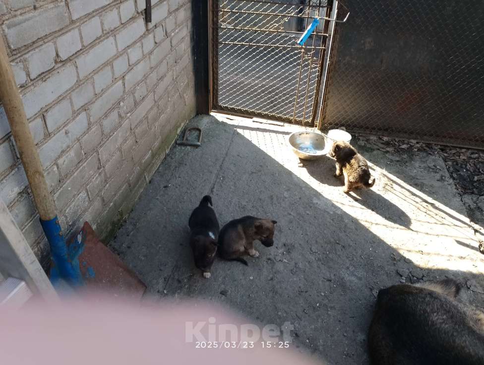 Собаки в Санкт-Петербурге: Макс Мальчик, 10 руб. - фото 2