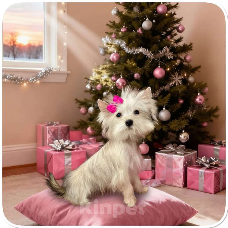 Собаки в Москве: Йорк мини девочка золотая голддаст бэби фейс Девочка, 70 000 руб. - фото 7