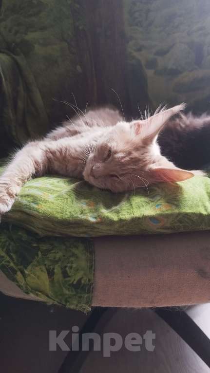 Кошки в Москве: Котята мейн кун Девочка, Бесплатно - фото 4