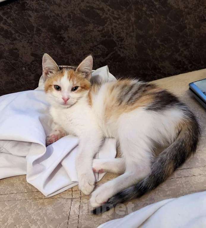 Кошки в Москве: Очаровательный котенок-девочка, 2 месяца Девочка, 1 000 руб. - фото 9