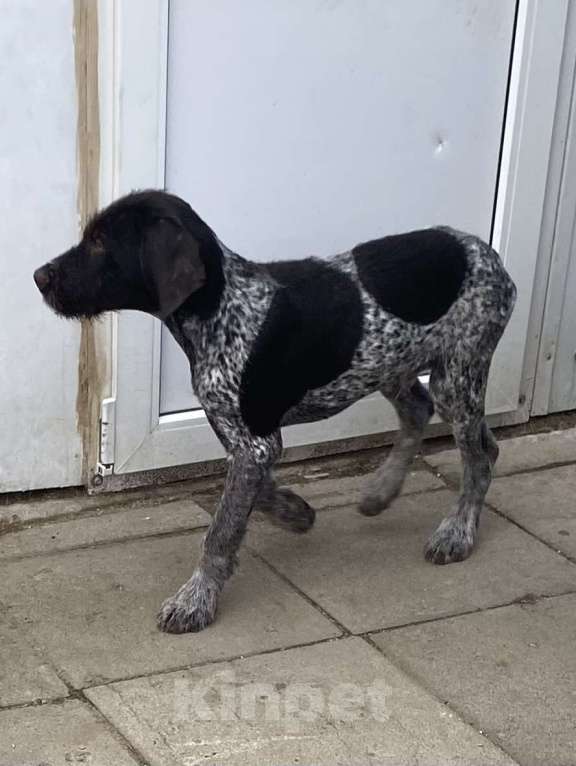 Собаки в Соли-Илецке: Продаётся последний щенок. Мальчик, 45 000 руб. - фото 3