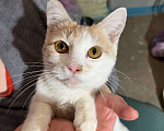 Кошки в других городах Московской области: Котенок-подросток Персик Мальчик, Бесплатно - фото 3