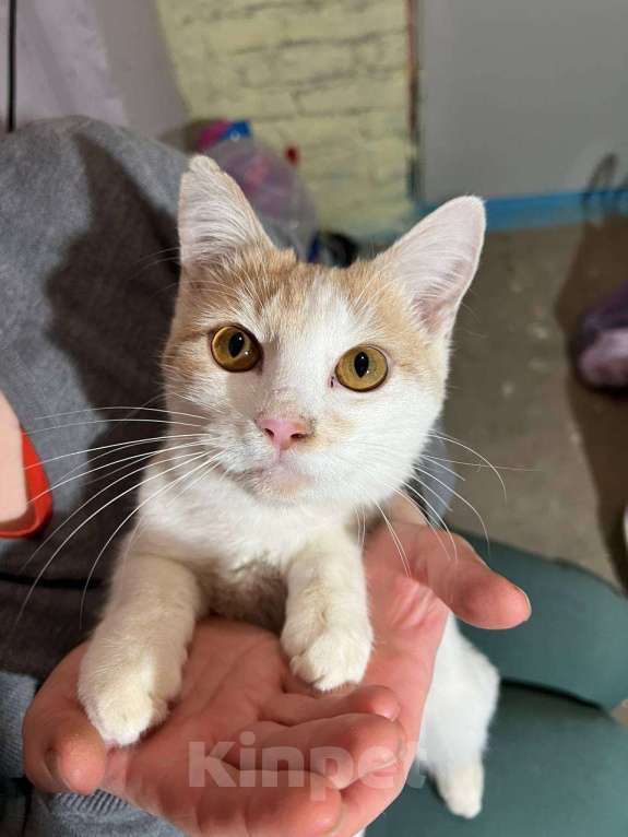 Кошки в других городах Московской области: Котенок-подросток Персик Мальчик, Бесплатно - фото 3