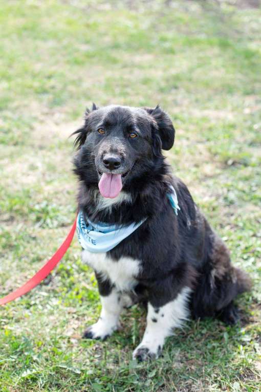 Собаки в Москве: Злата, метис бордер-колли Девочка, Бесплатно - фото 3