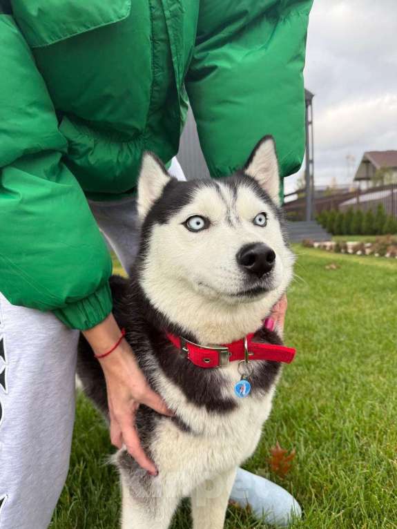Собаки в других городах Московской области: Герда ищет дом Девочка, Бесплатно - фото 1