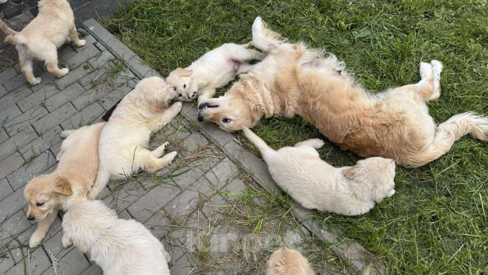 Собаки в Петрозаводске: Щенок Золотистого ретривера  Мальчик, 80 000 руб. - фото 10