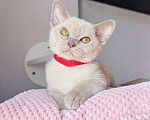 Кошки в других городах Краснодарского края: Котята Европейская Бурма Девочка, 80 000 руб. - фото 2