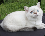 Кошки в Казани: Кошечка Феона Девочка, 15 000 руб. - фото 1