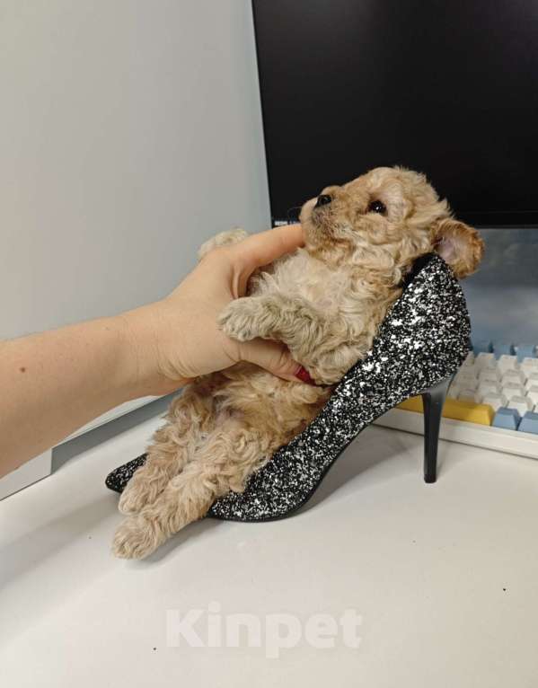 Собаки в Москве: Той-пудель карамель 🍫 Мальчик, 65 000 руб. - фото 4