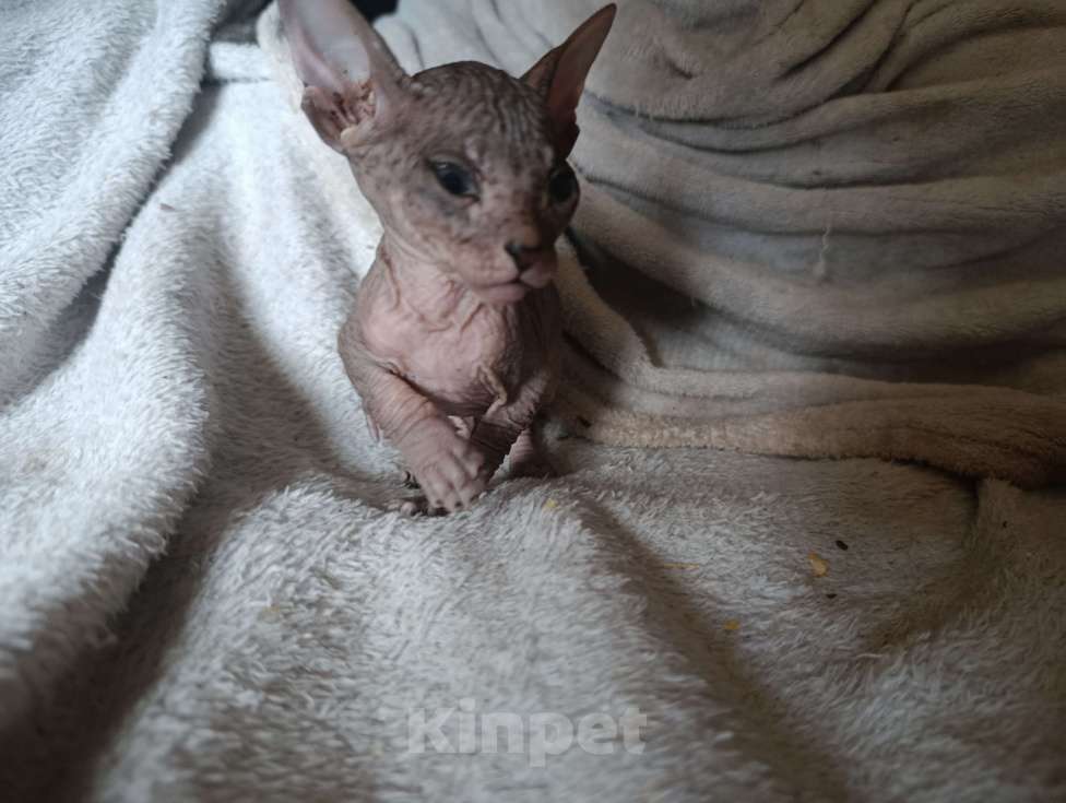 Кошки в Екатеринбурге: Сфинкс мальчик Мальчик, Бесплатно - фото 4