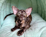 Кошки в Краснодаре: Прекрасный ориентальный котенок Девочка, 44 999 руб. - фото 2