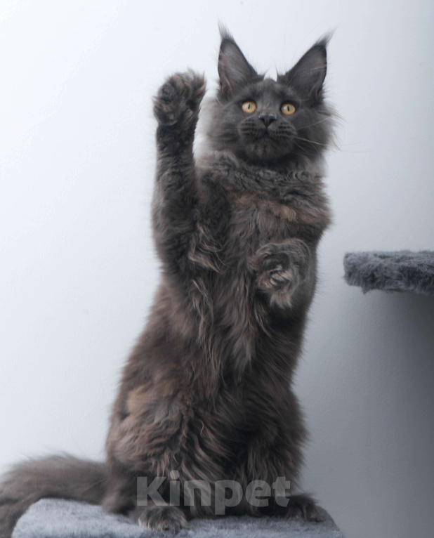 Кошки в Москве: Голубой солид кошечка Девочка, 70 000 руб. - фото 8