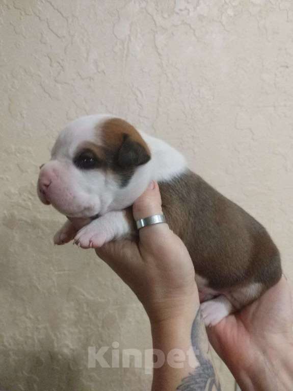 Собаки в Белгороде: Американский стаффордширский терьер щенок Мальчик, 80 000 руб. - фото 2